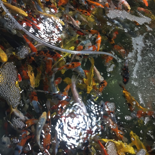 北京 观赏鱼、锦鲤