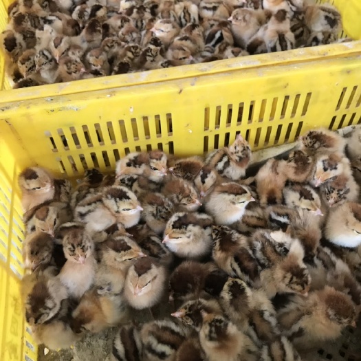 南宁 大量良凤花鸡苗
