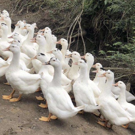 南宁 纯种假西洋 一点头鸭苗 优质苗种 包打疫苗 包运输路损