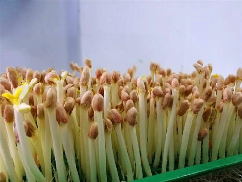 古蔺县 批发大量水培花生芽
