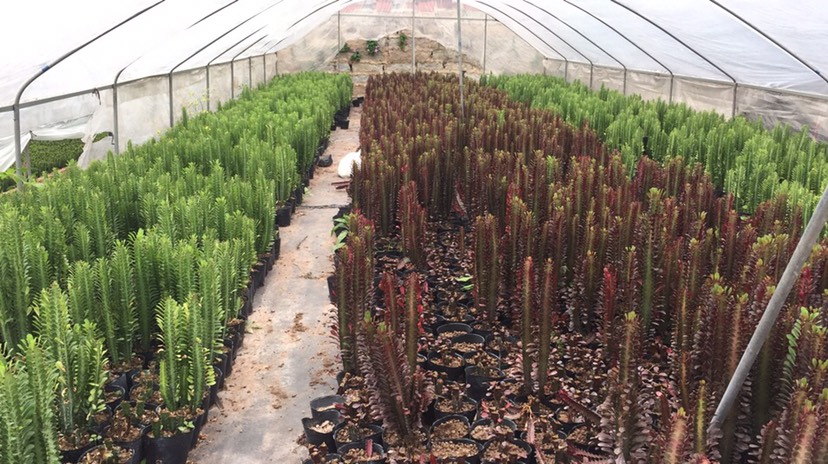 普宁市普通仙人掌 红青龙骨盆栽树形独特 颜色鲜艳开花时多姿多彩根系发达易打理