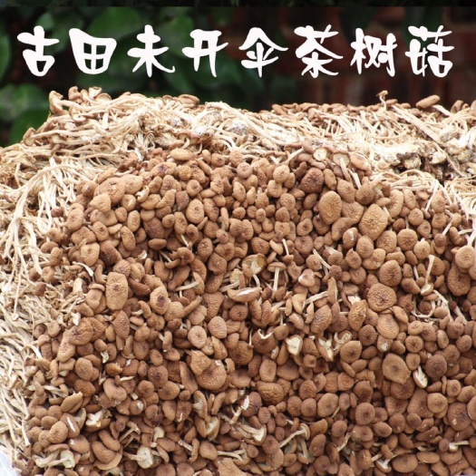 古田县500克包邮福建茶树菇茶薪菇冰菇苞产地直销未开伞茶树菇干货