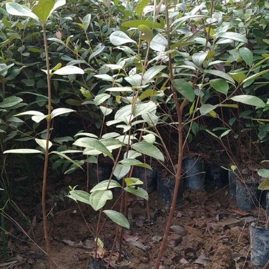 灵山县桃金娘 坡复绿、水土保持的常绿灌木。果可食用，全株供药用，