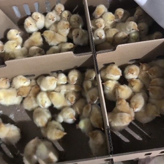 南宁三黄鸡苗