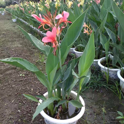 常州 水生植物美人蕉