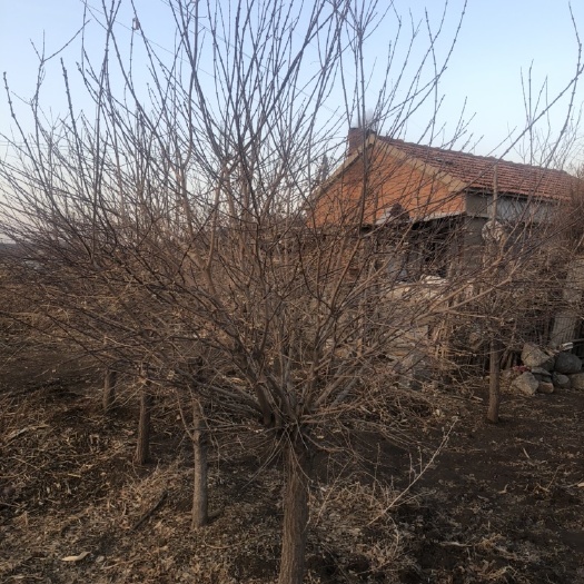 开原市彩叶卫矛   金叶卫矛4-6公分价格