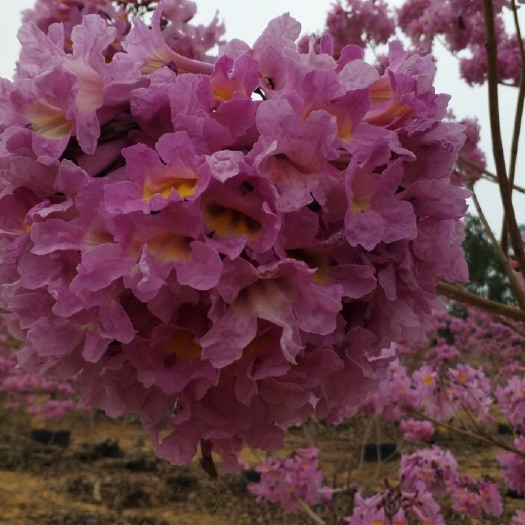 紫花风铃木  紫花多花风铃木30-70公分袋苗根系发达 具有较强的耐寒性