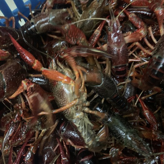 金湖县江苏金湖龙虾 金湖龙虾，肉质饱满，底板干净