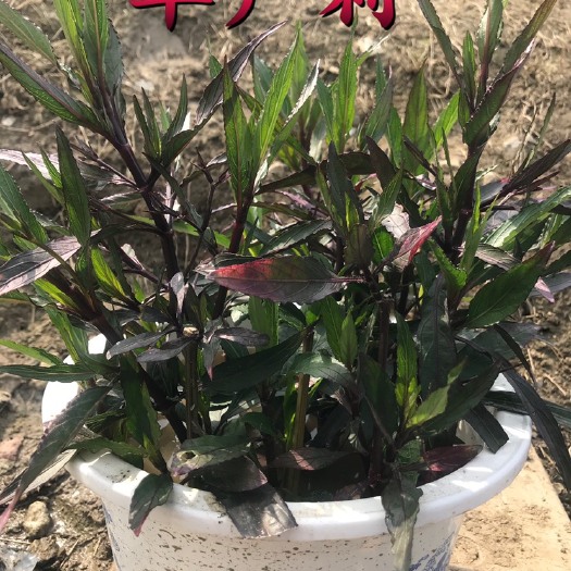 常州翠芦莉盆栽 翠芦莉