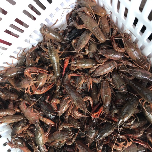 内江青壳小龙虾 龙虾直供