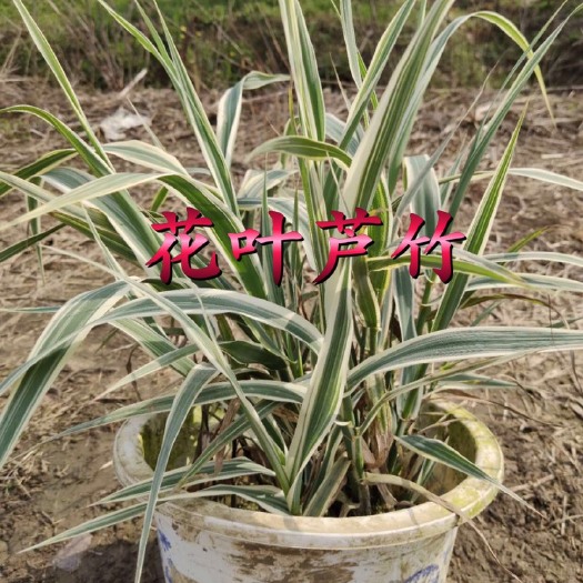 常州 花叶芦竹