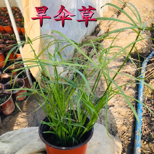 常州 旱伞草