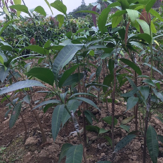 灵山县贵妃芒果苗 红贵妃