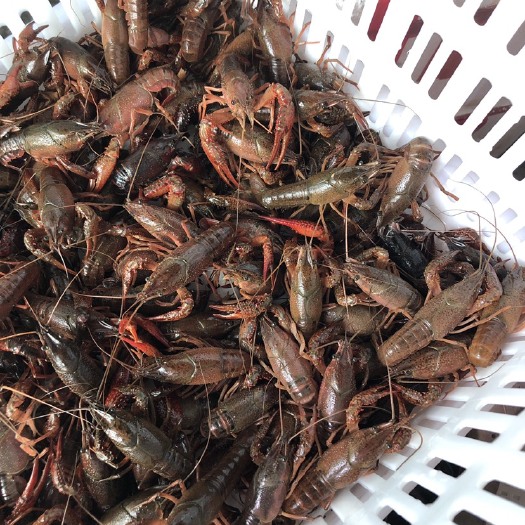 内江内江小龙虾 龙虾