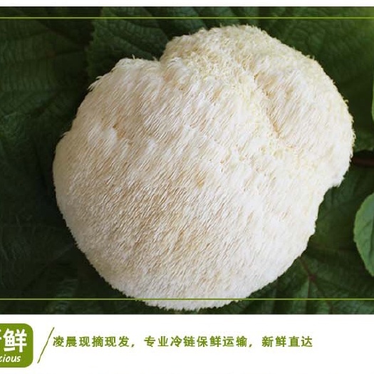 海林市东北猴头蘑 鲜猴头菇 10m