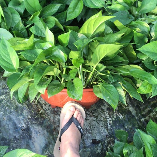 岳阳绿萝