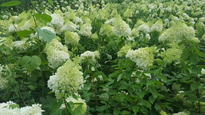 开原市木绣球 大花水亚木价格