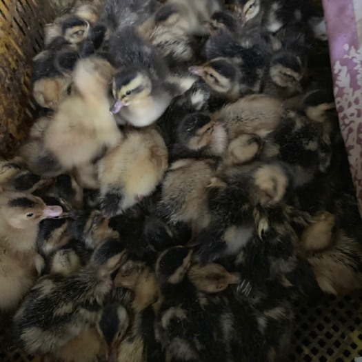 南宁 纯正合浦杂交鸭苗