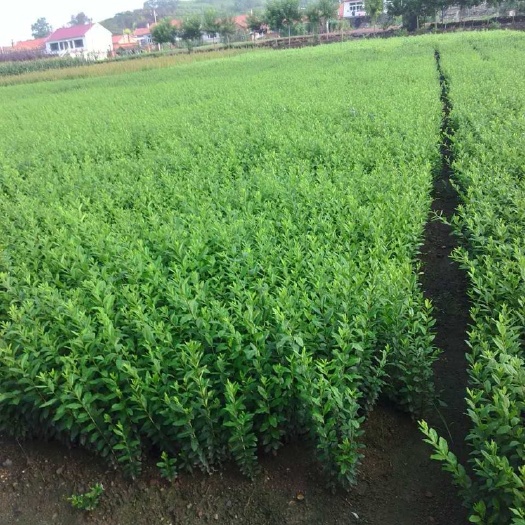 水腊种子 水腊小苗价格