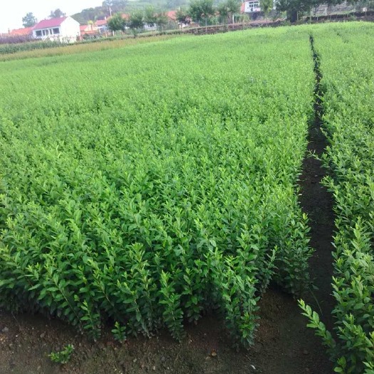 开原市水腊种子 水腊小苗价格