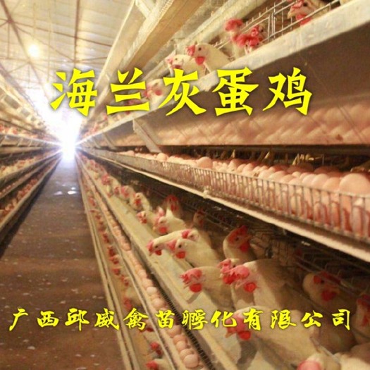 南宁 特有精品（海兰灰蛋鸡苗）免费技术 包打疫苗包运输路损