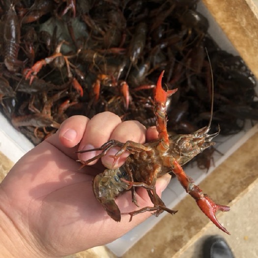 岳阳 洞庭湖小龙虾供应，现货硬规格质量好，价格美丽