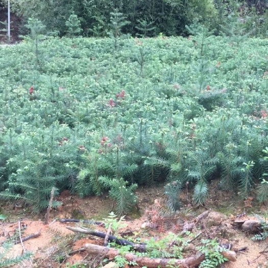 连山县杉木树苗 杉苗产地直供