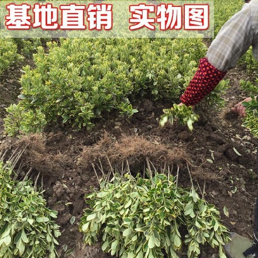 沭阳县金边黄杨
