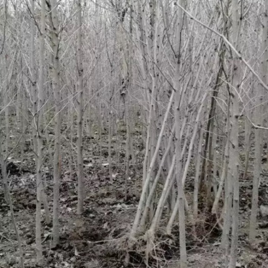 南漳县 银杏树苗