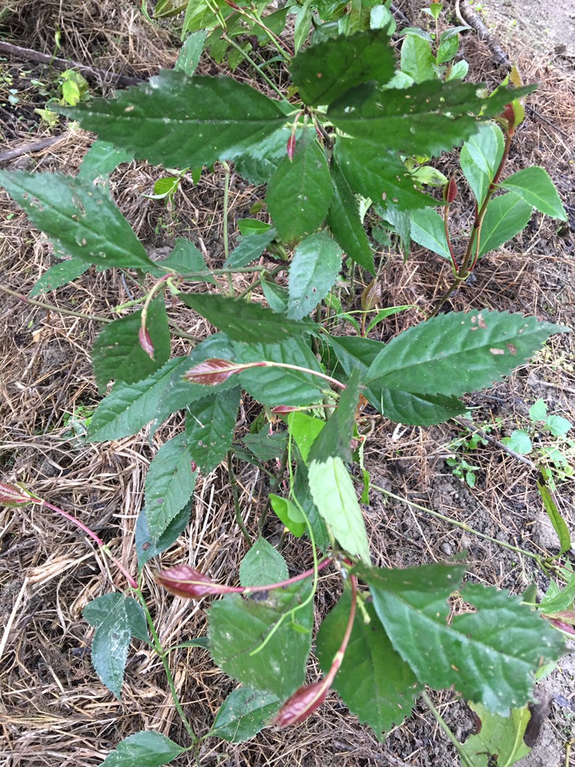  山雞茶 草珊瑚 九節(jié)茶