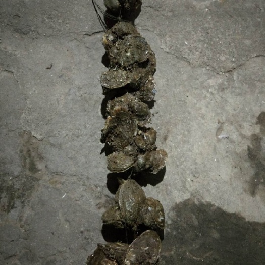 合浦县白贝 鲜活水产