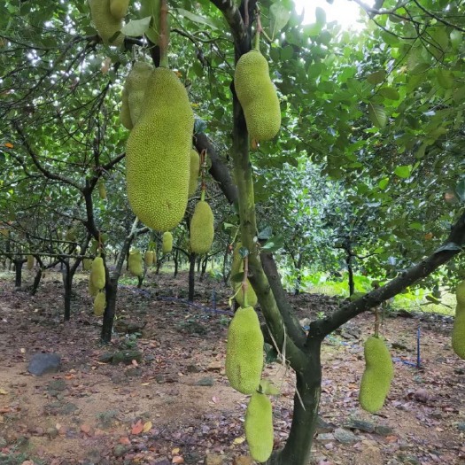 万宁市 正宗海南热带水果 菠萝蜜 干包黄肉保甜