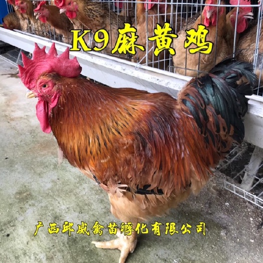 南宁 快大K9鸡苗882麻黄鸡901免费养殖技术包打疫苗包运输路