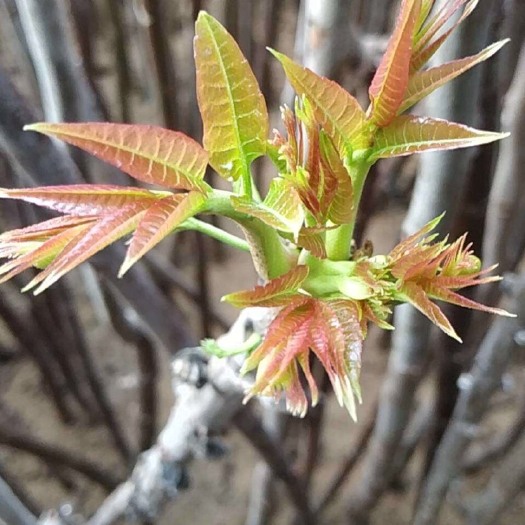 泰安红油香椿苗 泰山红油香椿树苗 香椿芽树苗 当年采芽香椿树苗