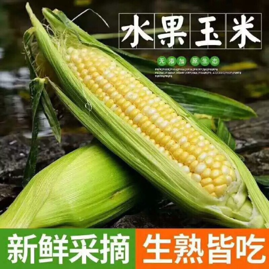 【现搬现发】云南水果玉米5斤9斤包邮新鲜应季甜玉米棒生吃蔬菜