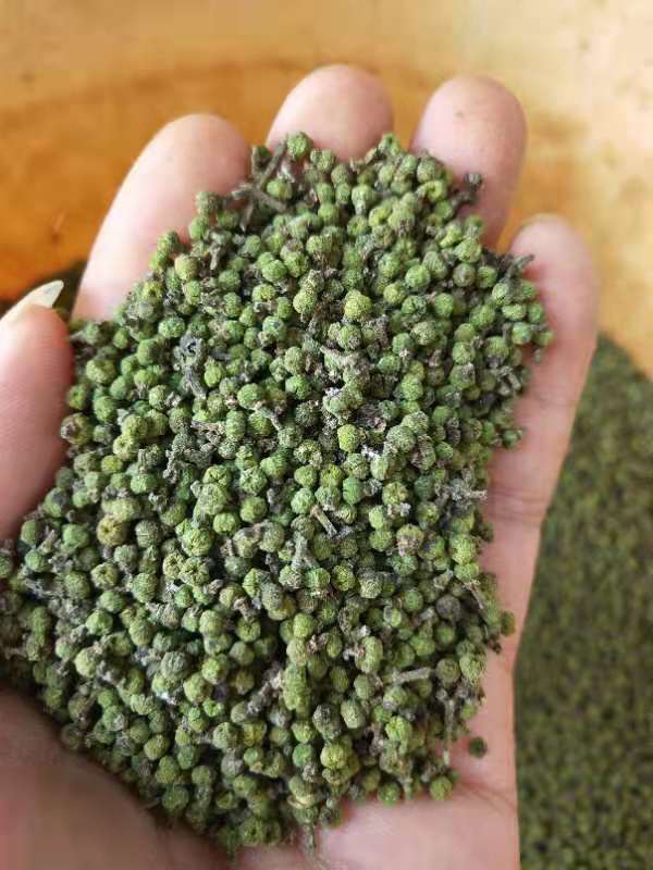 吴茱萸苗 江西中花 吴茱萸种苗