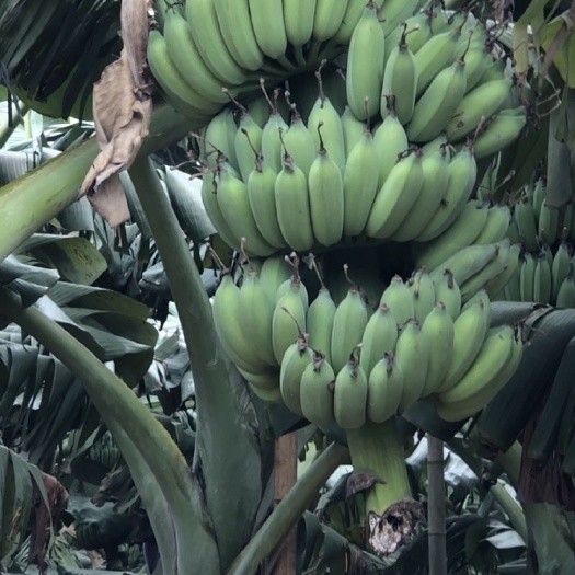 遂溪县 粉蕉 品质好质量好  七～八成熟度 基地现砍 一手货源