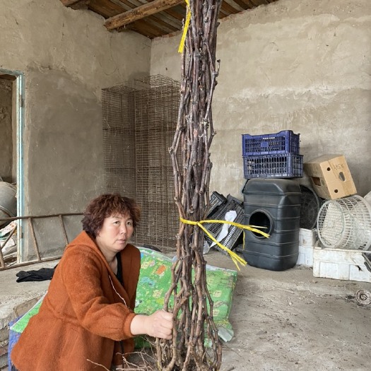 盖州市青脆李苗 家里有李子苗桃苗杏苗葡萄苗