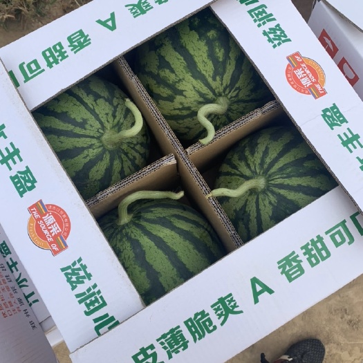 射阳县麒麟西瓜 种植基地现摘现发