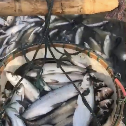 湖州翘嘴鲌鱼  翘嘴，白条（塘口直供）（垂钓专用）诚信经营，合作共赢