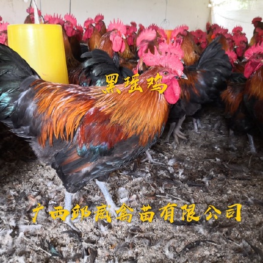 南宁 热卖土鸡苗 黑瑶鸡苗 成活高提供后期养殖技术