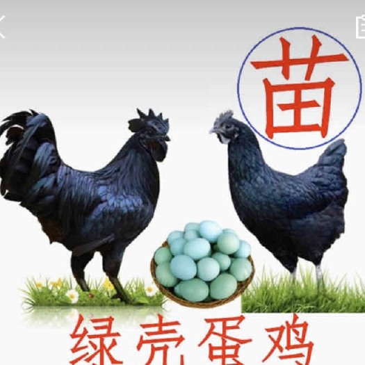 钦州 五黑鸡苗