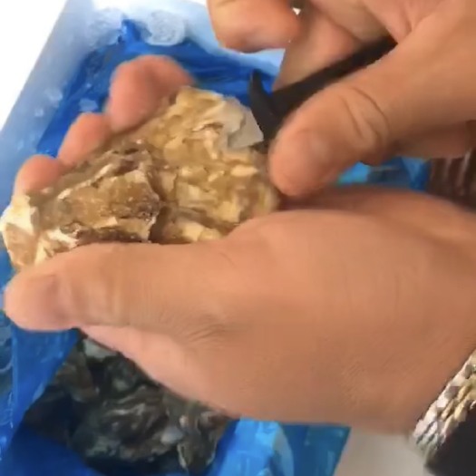 上海乳山牡蛎 鲜活生蚝