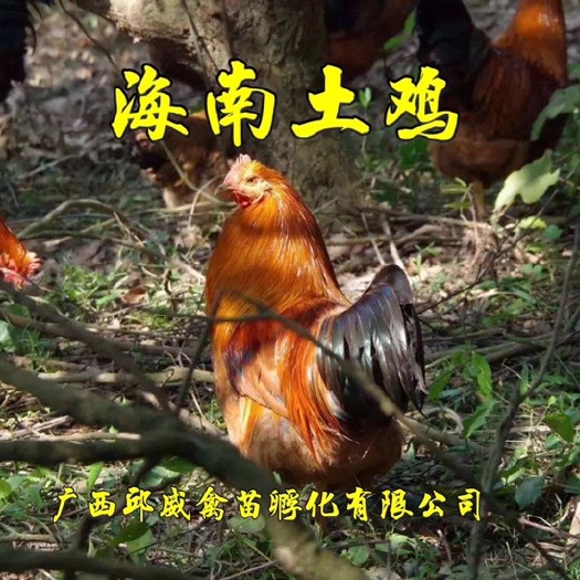南宁 热销（文昌鸡苗）海南土鸡 免费提供养殖技术包打疫包运输路损