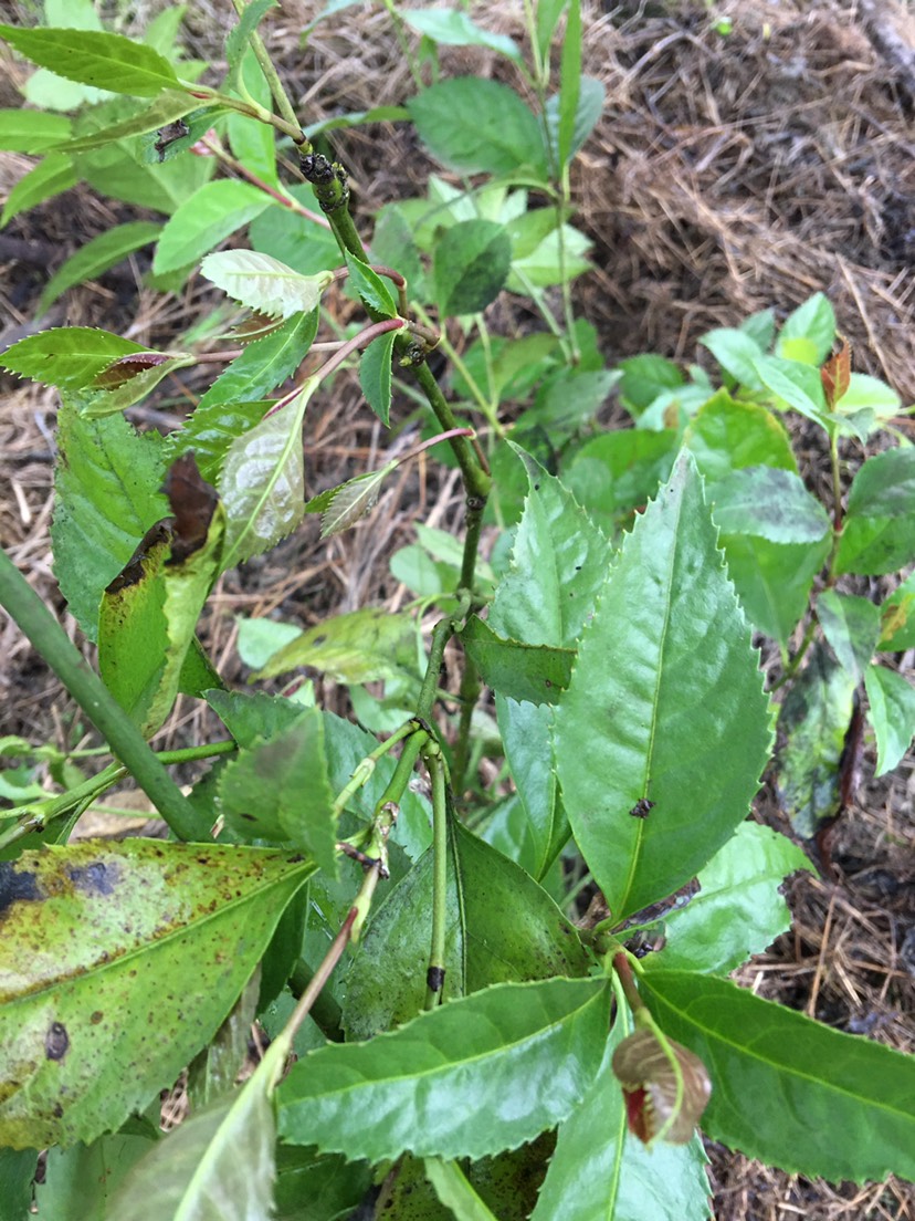  山雞茶 草珊瑚 九節(jié)茶