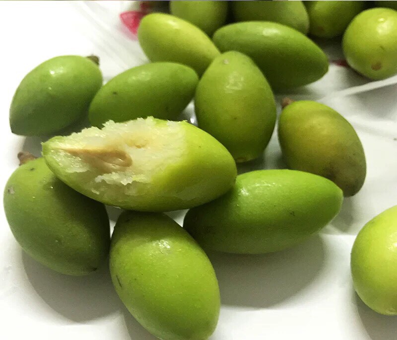 青橄榄苗 甜橄榄大袋苗果肉脆嫩清甜 特别好入口多枝根系发达好养活