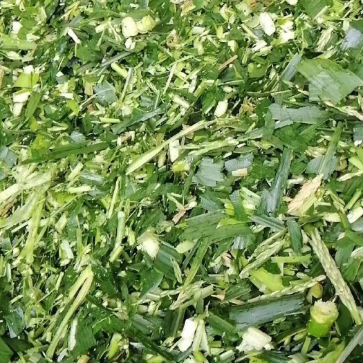 横州市蔗尾青贮  鲜货上市：玉米秸秆，甘蔗尾梢，牧草，