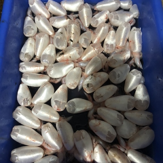 江门 鲢鱼泡
