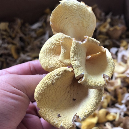 昆明鸡油菌干货 榆黄菌干品一斤装500克云南特产正品保障新