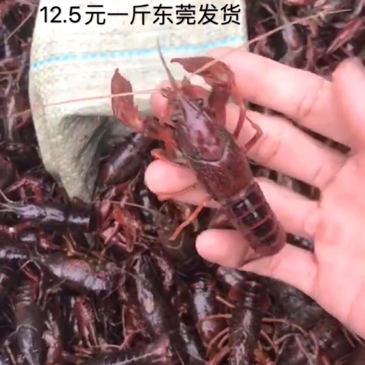 东莞市 小龙虾